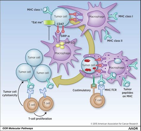 Blocking CD47 Innate Checkpoint Control for Cancer Treatment | Cancer ...