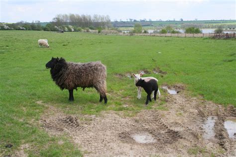 Rutland Water Nature Reserve © Kate Jewell cc-by-sa/2.0 :: Geograph ...