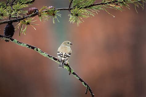 American Goldfinch female - Winter Plumage Photograph by Christy Cox | Fine Art America