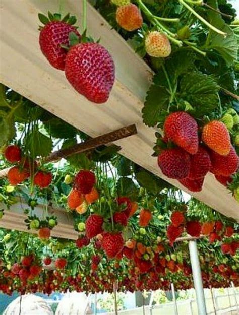 Beautiful | Edible garden, Gutter garden, Strawberry garden