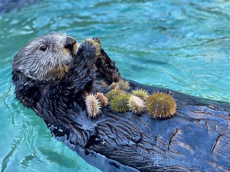 Hungry, hungry otters! Looking at captive sea otters to understand their wild counterparts ...