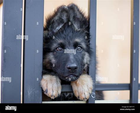 Very sad puppy in shelter cage Stock Photo - Alamy