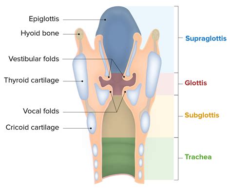 pedir disculpas Joven tifón anatomia de la laringe y traquea Proponer ...