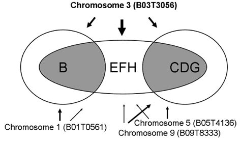 Genotype/phenotype correlation. Schematic of the relationship between... | Download Scientific ...