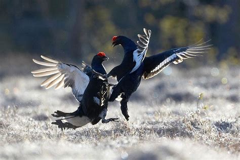 Wildlife - Finland