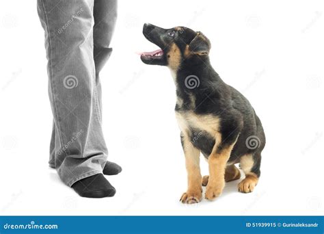 Training a dog stock image. Image of purebred, concentration - 51939915