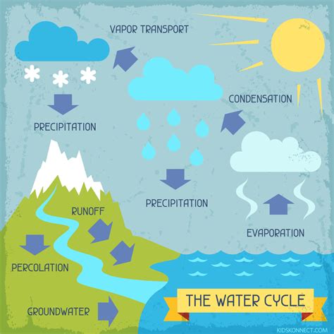 The Water Cycle Worksheet for Kids | Water Cycle Summary
