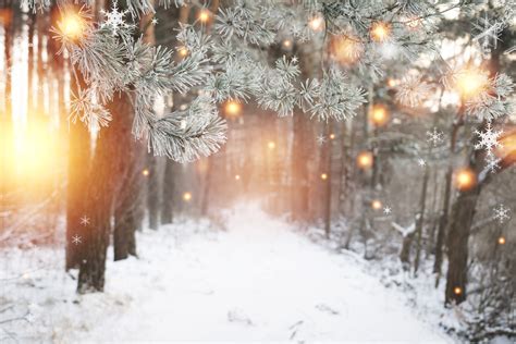 Christmas background. Winter forest with glowing snowflakes. Christmas ...