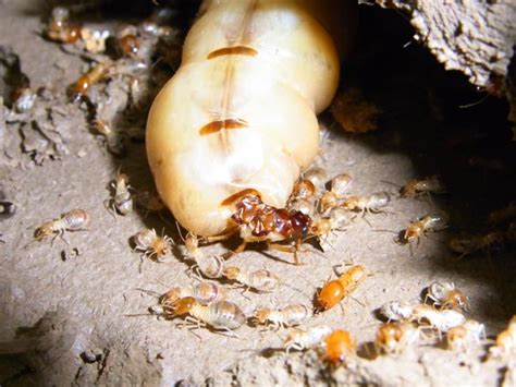 Termites | DFW Bug