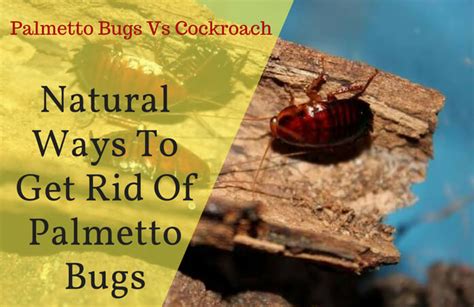 10 Natural Ways To Get Rid Of Palmetto Bugs - Roaches vs Palmetto Bug