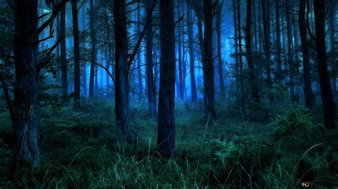 Dark and Misty Forest at Night 2K wallpaper download