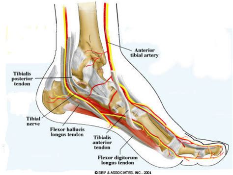 Lesioni Neurologiche nella Chirurgia della Protesi della Caviglia