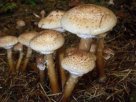 Armillaria ostoyae, Dark Honey Fungus