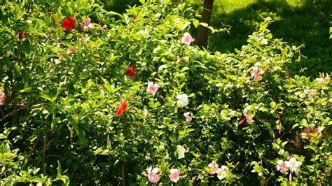 Hibiscus Pests and Diseases - What You Have to Know