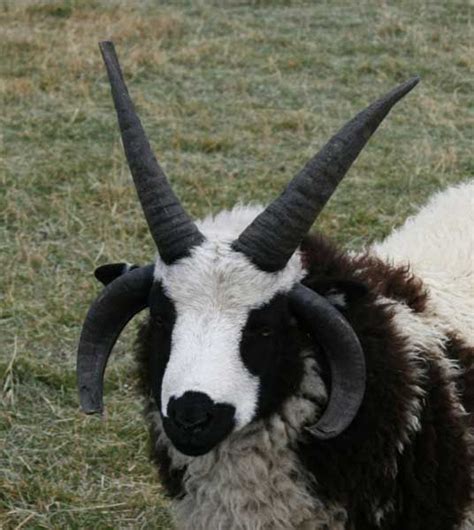 Jacob's Sheep, an rare ancient breed with unique horns. | Jacob sheep ...