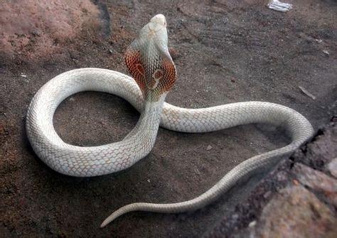 Red Mountain Ratsnake | Herps | Pinterest | Snake, Rats and Reptiles