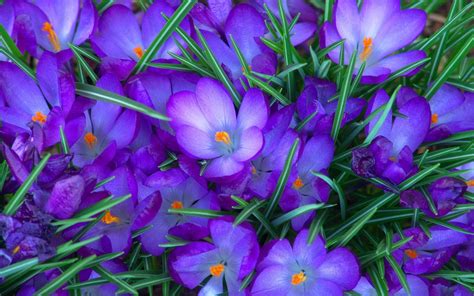 Free download Flowers Desktop Wallpapers Purple Crocus Flowers Desktop Backgrounds [1600x1000 ...