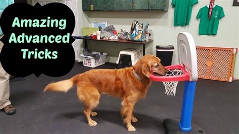 Amazing Advanced Dog Tricks - Push Cart and Dunk in Hoop - YouTube