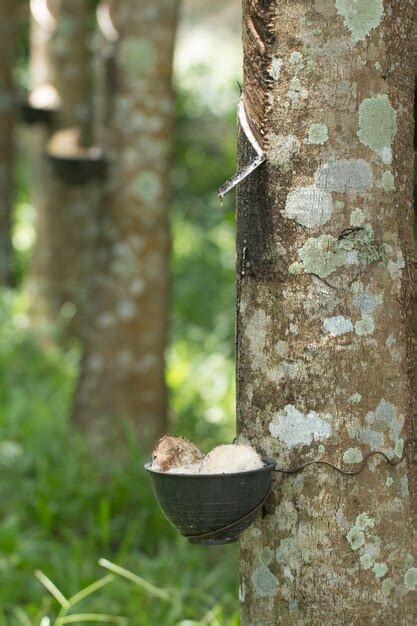 Premium Photo | Tapping sap from the rubber tree