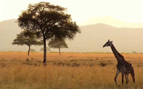 Giraffe Habitat and Distribution - Giraffe Facts and Information