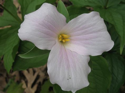 Minnesota Wildflowers: Image Gallery | Owlcation