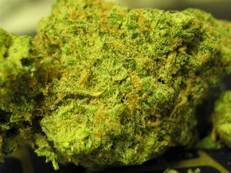 Ingrid Marijuana Strain Review