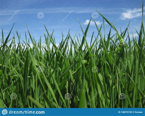 Beautiful Green Grass Under Blue Sky, Clouds and Sun Stock Photo - Image of farmland ...