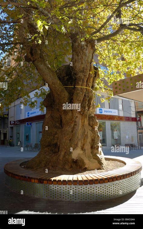 300 year old tree hi-res stock photography and images - Alamy