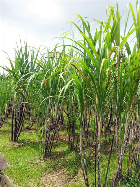 Sugar Cane Plant Field Free Stock Photo - Public Domain Pictures