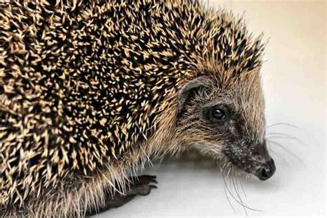 Do Hedgehogs Hibernate? (Signs Of Hibernation Vs. Sickness)