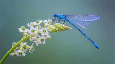 Dragonfly, blue, libelula, green, insect, flower, white, HD wallpaper ...