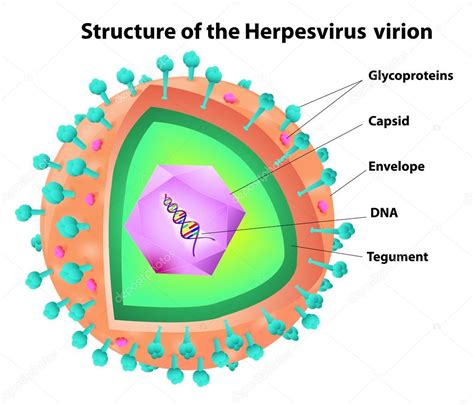 Estrutura do vírus Herpes vetor(es) de stock de ©edesignua 13784480