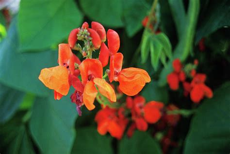 Runner Bean Flowers Photograph by Duncan Smith/science Photo Library