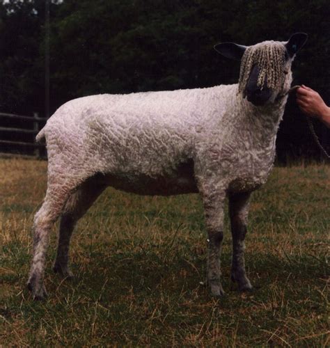 Breed Characteristics | Wensleydale Sheep | Breeds, Sheep, Shearing