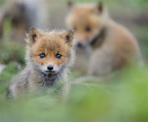 27 Baby Foxes That Are Too Cute To Be True | Bored Panda