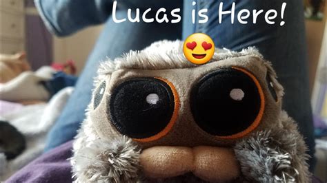 insects picture Lucas The Spider Plushie Has Arrived! - windows distro