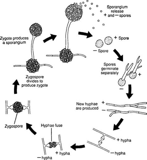 Classification of Fungi