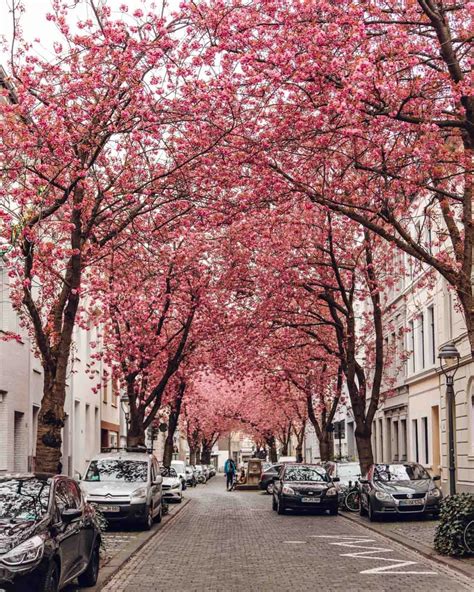 How to Visit the Cherry Blossom Avenue in Bonn, Germany | That One Point of View