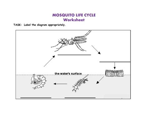 Life Cycle of a Mosquito worksheet | Life cycles, Science life cycles ...