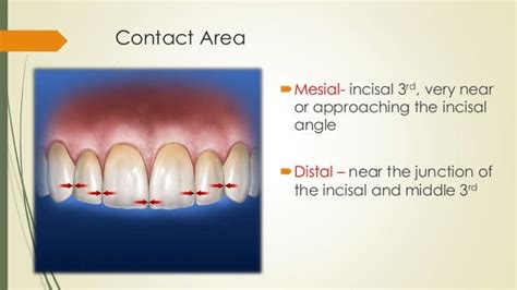 Maxillary central incisor (ORAL ANATOMY)