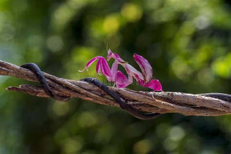 Orchid Mantis Camouflage. the Praying Mantis on the Vine Stock Photo ...