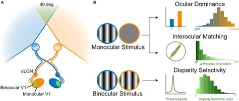 Frontiers | Neural circuits for binocular vision: Ocular dominance, interocular matching, and ...