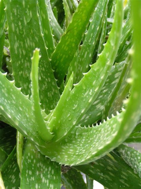 Aloe vera | Diseases and Pests, Description, Uses, Propagation | Centro ...