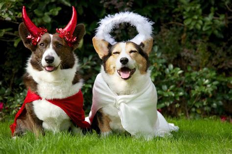 Have A Happy Howl-O-Ween With These Easy Pet Costume Ideas! | Oakland ...