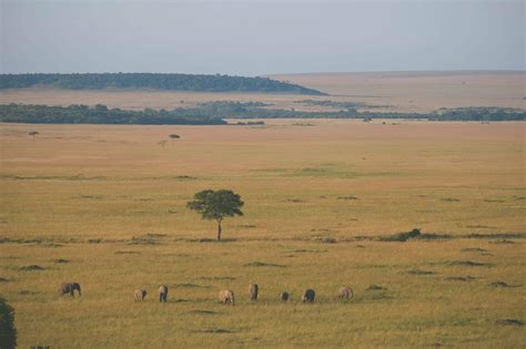 Masai Mara Safari in Kenya: All You Need to Know