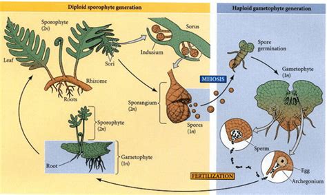 Sporophyte Definition and Examples - Biology Online Dictionary