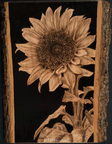 Sunflower burned on Basswood : Pyrography