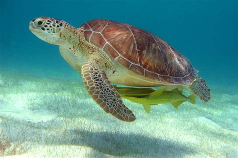 Half-Day Sea Turtle And Cenote Snorkeling Tour From Cancun & Riviera Maya: Triphobo