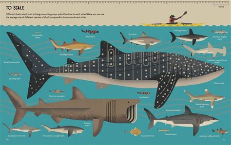 International Whale Shark Day