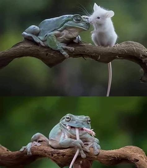 Frog eating friendly mouse : r/MemeTemplatesOfficial